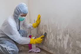 Mold Odor Removal Services in Wailuku, HI